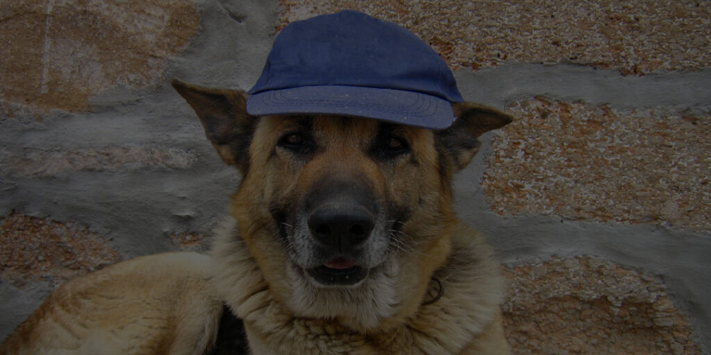 gorra mascota animal